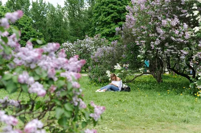 Москва. Сиреневый сад. :: Надежда Лаптева – Социальная сеть ФотоКто