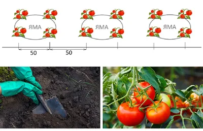 3 причины соблюдать расстояние при посадке помидор. Рекомендации по  правильному расположению томатов в теплицах и на открытых грядках |  AgroMarket интернет магазин семян