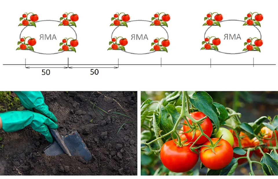 Выращивание помидоров для начинающих. Схема посадки томатов в открытый грунт рассадой. Схема высадки рассады помидор в открытый грунт. Схема высадки рассады томатов в грунт. Схема посева томатов в теплице.