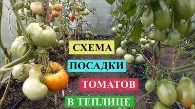 СХЕМА ПОСАДКИ ТОМАТОВ В ТЕПЛИЦЕ, которая помогает получить, как можно  больше урожая в 2023 г | Посадка, Теплица, Огород