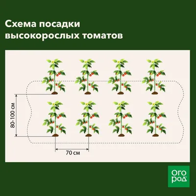 На каком расстоянии сажать помидоры в теплице и открытом грунте (схемы) |  Помидоры, Огород, Садоводство