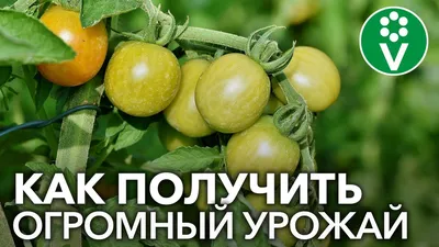 Посадка помидор в открытый грунт: выращивание рассады томатов без укрытия,  лучшие сорта и виды семян - Ортон