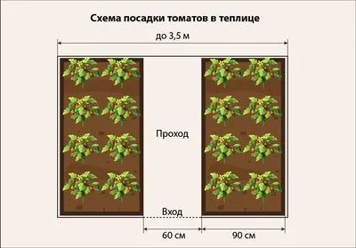 Опытный агроном поделился правильной схемой посадки помидоров в теплице и  открытом грунте | Дача и огород | Дзен