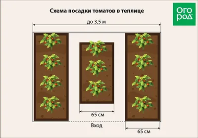 Томаты для теплицы. Как выбрать схему посадки томатов? | Огородная азбука  Ольги Черновой. | Дзен