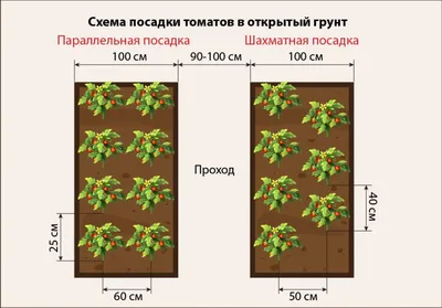 Опытный агроном поделился правильной схемой посадки помидоров в теплице и  открытом грунте | Дача и огород | Дзен