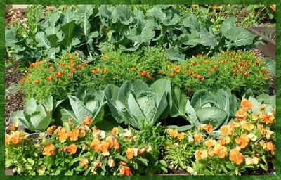 Смешанные посадки овощей на грядке: примеры