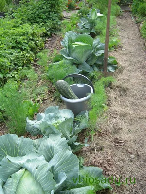 Смешанные посадки овощей | Посадка овощей, Посадка, Посадка картофеля