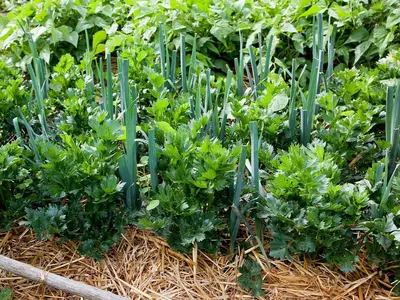 Совместные посадки овощей с пряными травами: оригинальные идеи |  Чудогрядка.рф | Дзен