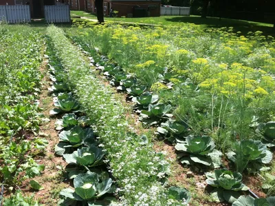Совместные (смешанные) посадки - от вредителей и для пользы | Сайт о саде,  даче и комнатных растениях.