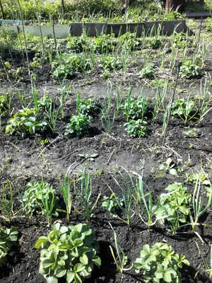 Уплотненные посадки овощей. Резерв для увеличения урожая - Статья - Журнал  - FORUMHOUSE