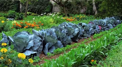 Совместные посадки овощей: хорошие и плохие соседи на грядке | сад-огород |  Постила