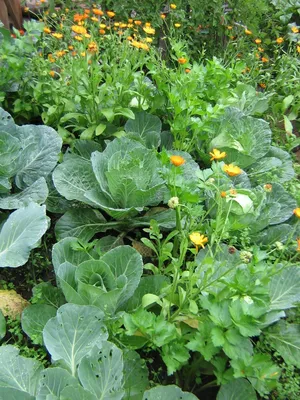 Совместные посадки овощей - полезные статьи о садоводстве от Agro-Market24