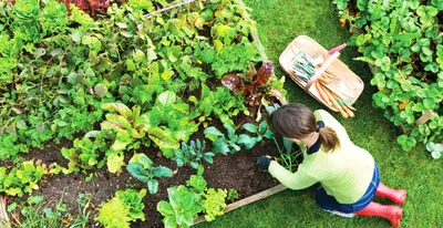 4 метода совместной посадки растений в огороде. Фото — Ботаничка