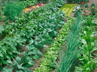 Совместные посадки овощей на грядке с примерами