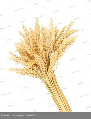 Сноп пшеницы фото фото
