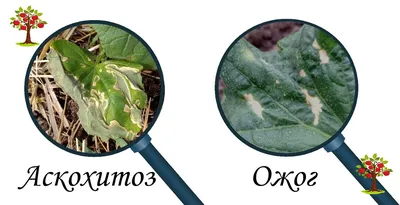 Пятна на листьях огурца. Как отличить опасное заболевание от ерунды | Посад  | Дзен
