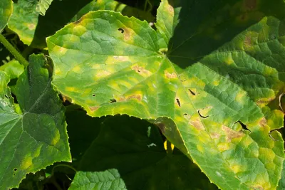 Почему на листьях у рассады огурцов появляются белые пятна: что делать, чем  лечить