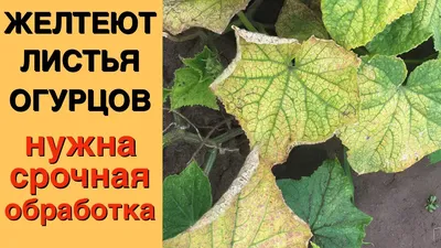 Почему желтеют листья у огурцов в теплице и открытом грунте - Ортон