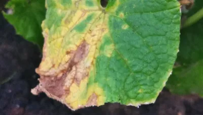 Почему на листьях огурцов желтые пятна - Рамблер/новости