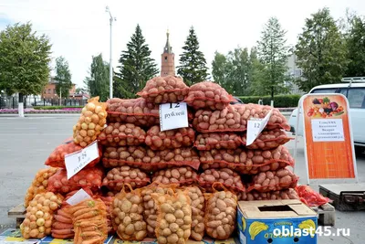 Худший сорт картофеля за последние несколько лет: масса недостатков и всего  одно достоинство | Белорусские сотки | Дзен