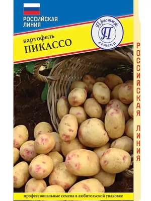 Картофель Дрова: описание сорта, характеристика, урожайность