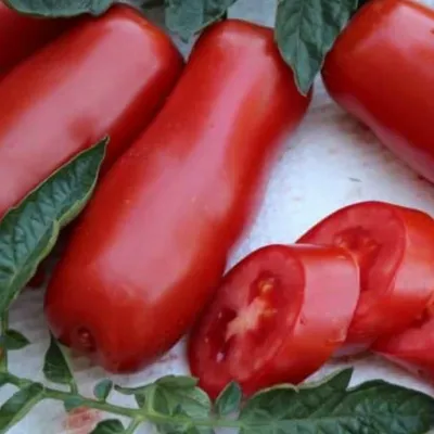 Семена томат Дрова, 10 сем. купить оптом или розницу