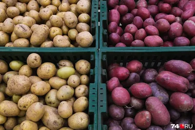 Идеи на тему «Новый способ посадки картошки» (100) | посадка, картошка,  посадка картофеля