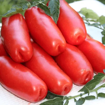 Купить Семена Аэлита томат Дрова, желтые в Алматы – Магазин на Kaspi.kz
