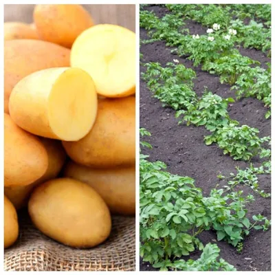 Сорт картофеля ласунок фото фото