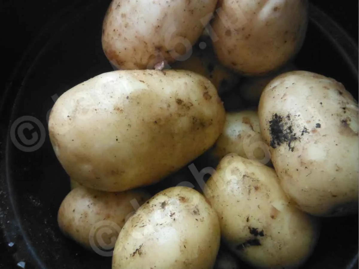 Картофель Брянский деликатес. Сорт картошки Рассыпуха. Рассыпчатые сорта картофеля. Картофель Снегирь. Фото картофеля снегирь