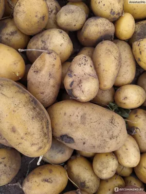 Картофель Лимонка - «Самые чистые плоды. » | отзывы