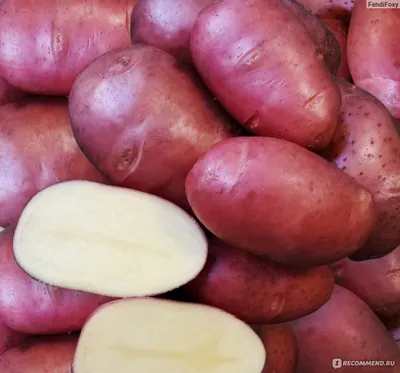 6 преимуществ поздней посадки — почему стоит посадить картофель в июне