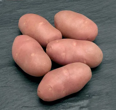 Купить картофель семенной василек (2 кг) по цене 350 руб. в интернет  магазине \"Первые Семена\"