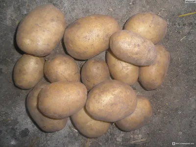 Картофель Лимонка - «Вкусный и высокоурожайный картофель» | отзывы