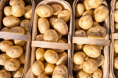 Названы 5 лучших сортов картофеля, которые не оставят без урожая - На пенсии