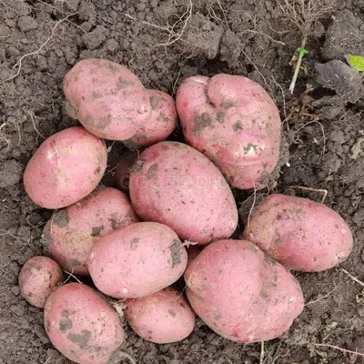 Когда сажать картофель весной 2023: правила посадки