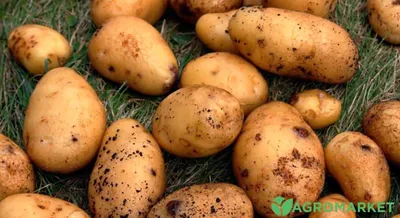 Купить картофель семенной фаворит (2 кг) по цене 350 руб. в интернет  магазине \"Первые Семена\"