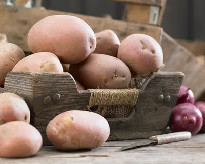 Самые урожайные сорта картофеля - YouTube