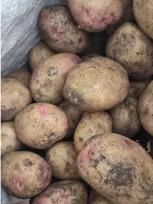 Семенной картофель Пикассо (Синеглазка), Голландия купить - Компания  ФОРСАГРО
