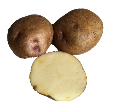 Семенной картофель Синеглазка среднеспелый 1 кг купить в Украине с  доставкой | Цена в Svitroslyn.ua