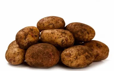 Сорта картофеля с жёлтой, кремовой и белой мякотью - Сорт картофеля Каратоп