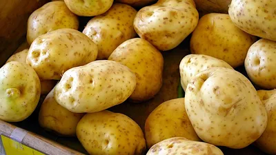 Картофель Синеглазка уже давно не лучший для пюре, но красивый и урожайный  | уДачный выбор | Дзен