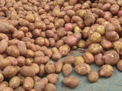 Клубни картофель Русский огород Синеглазка 10856 1 уп. - купить в Москве,  цены на Мегамаркет