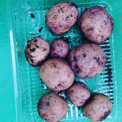 Картофель Синеглазка кг | Доставка овощей и фруктов Фреш лавка