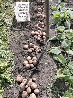 Сорт картофеля Чугунка (наследник сорта Синеглазка). Potato seeds Chugunka.  - YouTube
