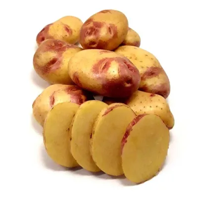 Картофель Синеглазка - фото урожая, цены, отзывы и особенности выращивания