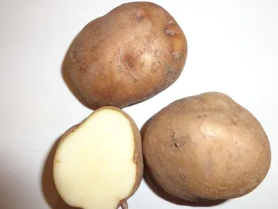 Черный принц», «Киви», «Синеглазка»: топ сортов картофеля от дачников —  TOMSK.RU