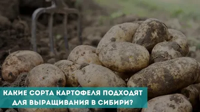 Картофель Семенной-Синеглазка, 1 кг. Элита. - АГРОМАРКЕТ - Магазин садівника
