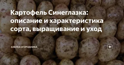 10 интересных фактов о картофеле Синеглазка. | В окружении цветов. | Дзен