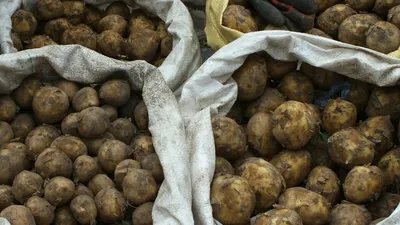 Названы самые урожайные сорта картофеля: собираем более 700 кг овощей с  сотки — клубни крупные и вкусные